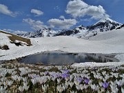 73 Laghetto in disgelo, pascoli in estese fioriture di Crocus vernus, Cavallo e Pegerolo ancora ben innevati